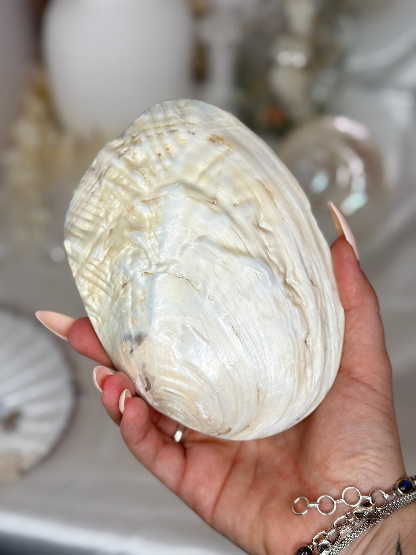 Coquille Perlière - Taille S