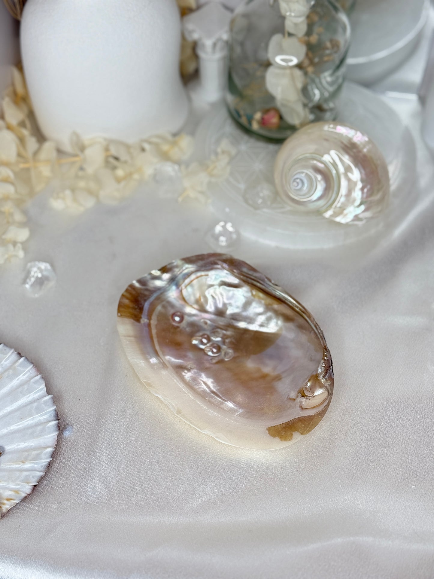 Coquille Perlière - Taille S