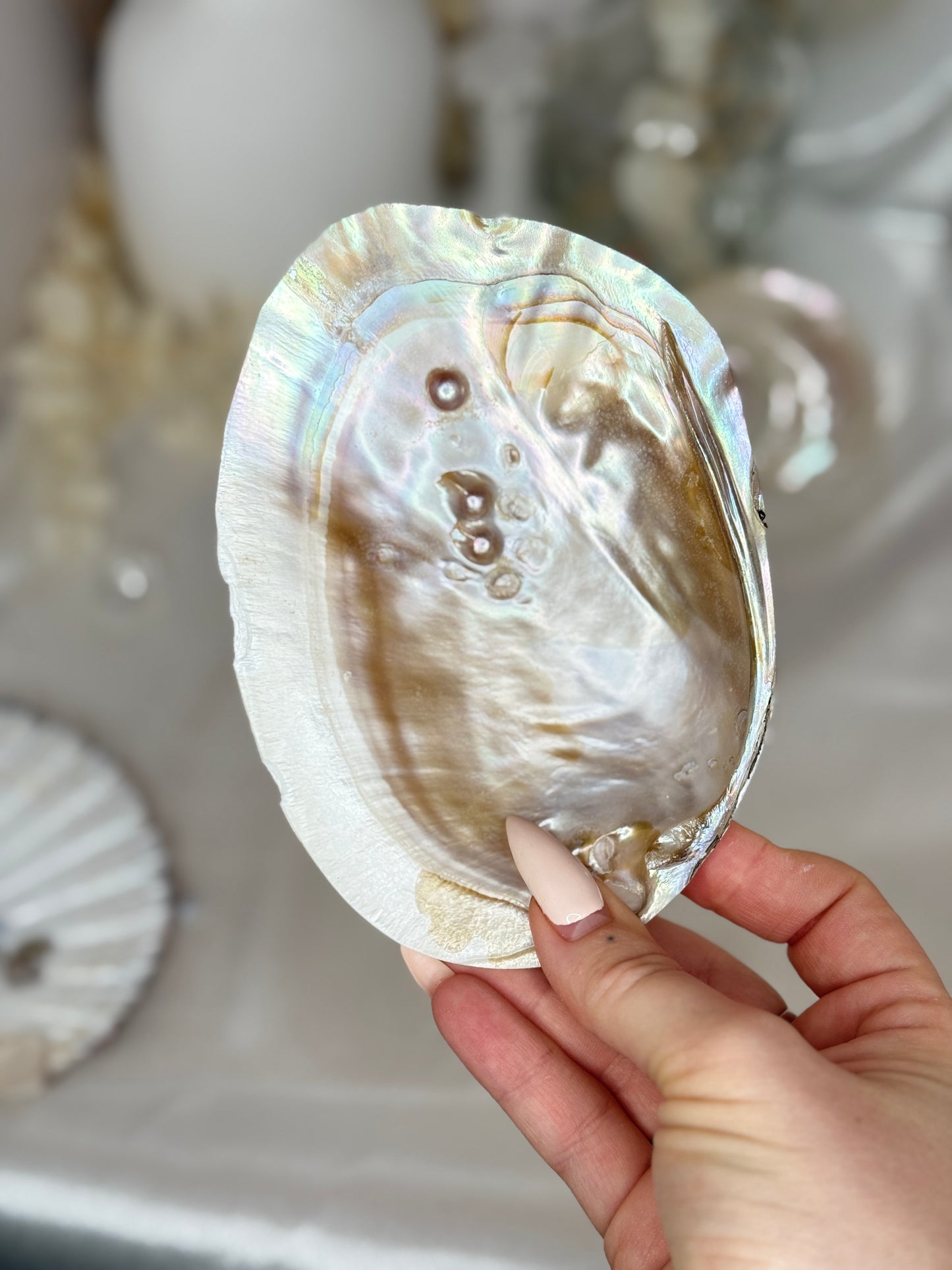 Coquille Perlière - Taille S