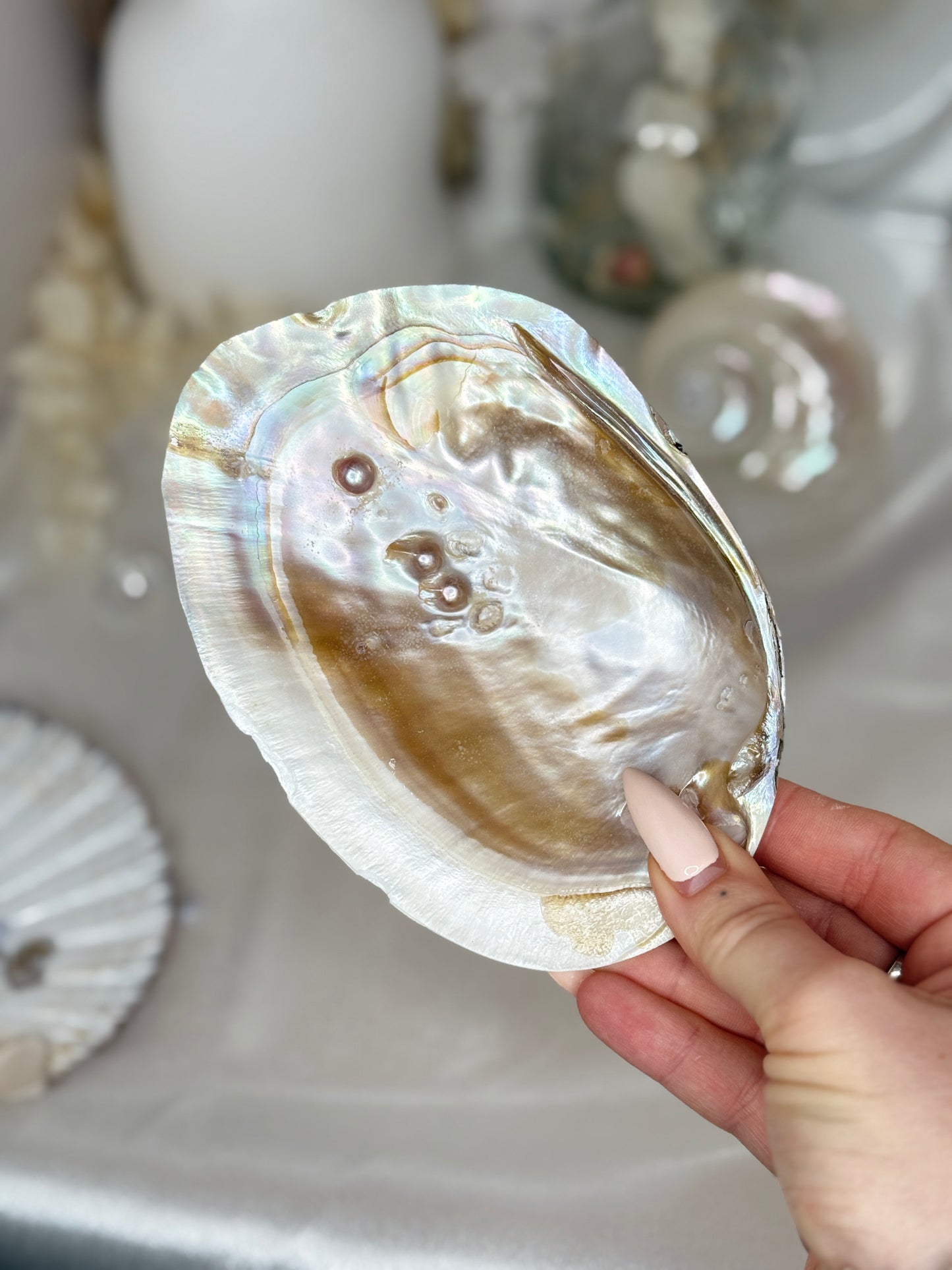 Coquille Perlière - Taille S