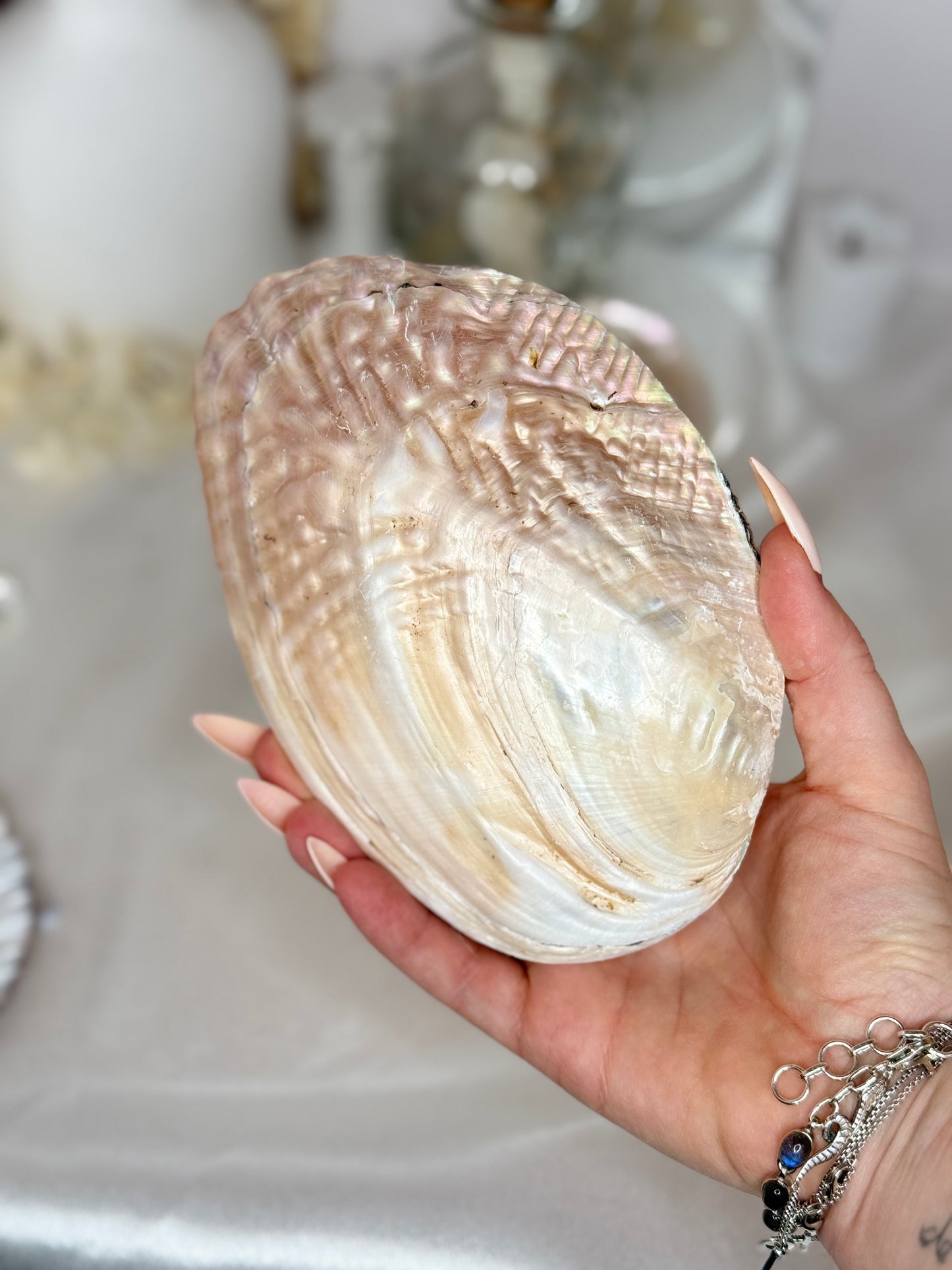 Coquilles perlières - taille M