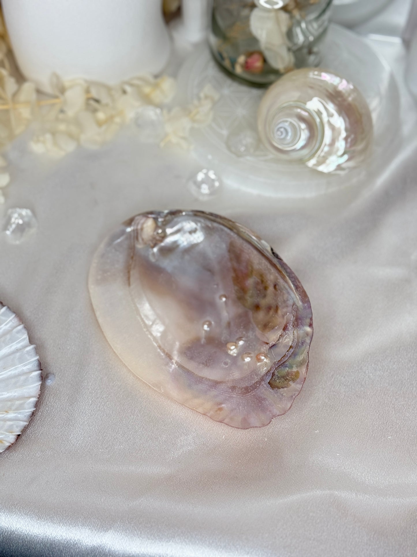 Coquilles perlières - taille M