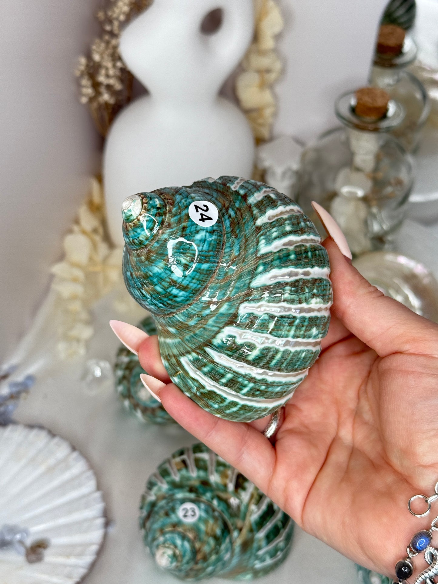 Coquillage Turbo impérial - Polis