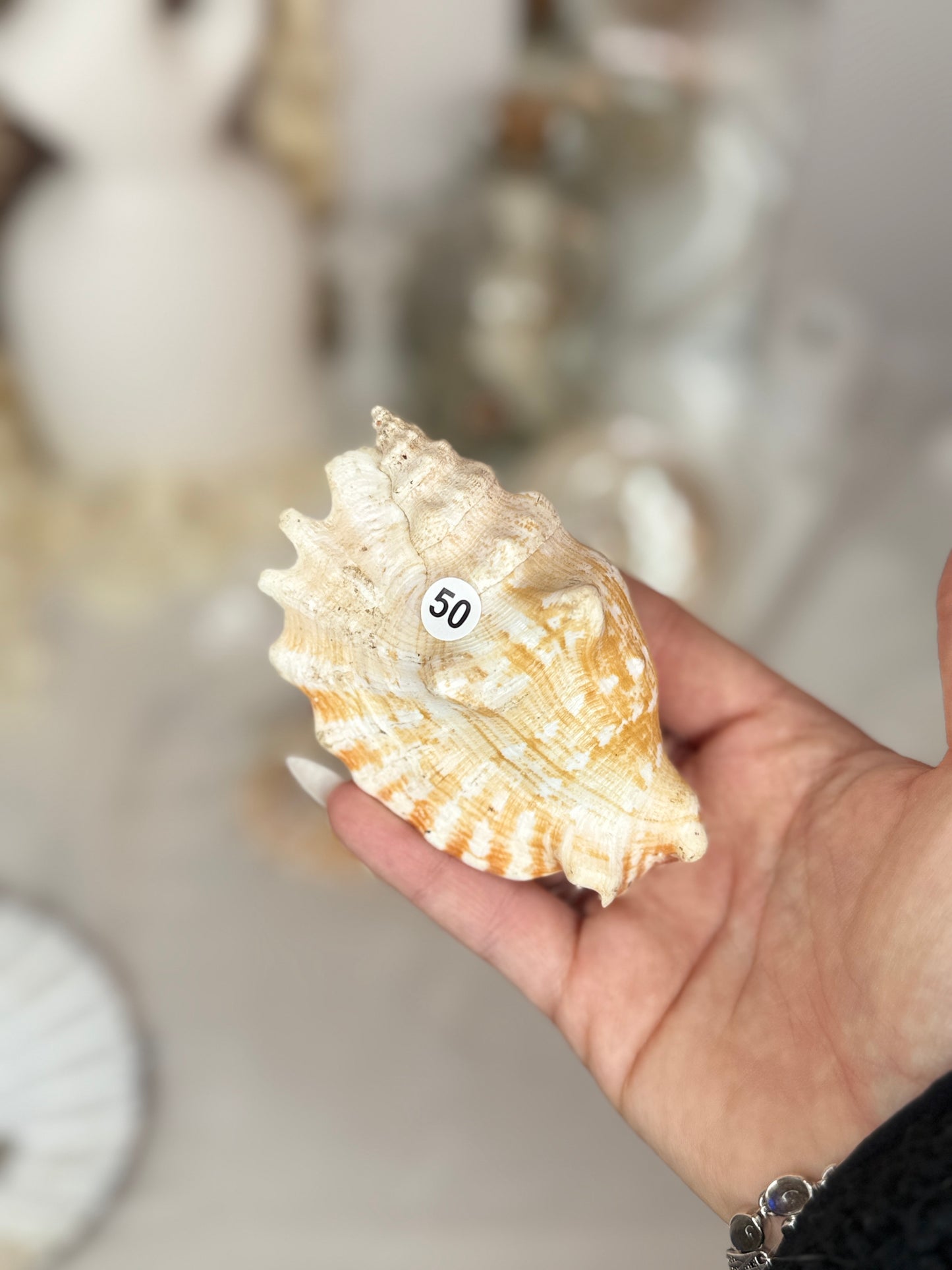 Strombus Sinatus