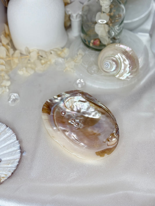 Coquille Perlière - Taille S