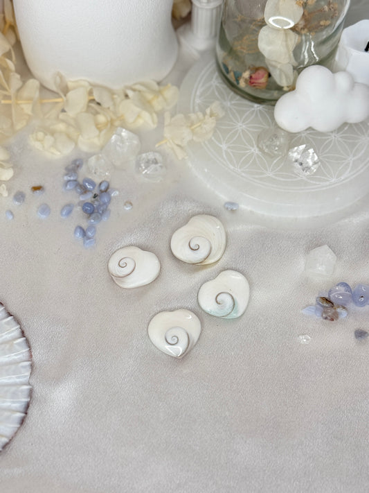 Coquillages Œil de Shiva