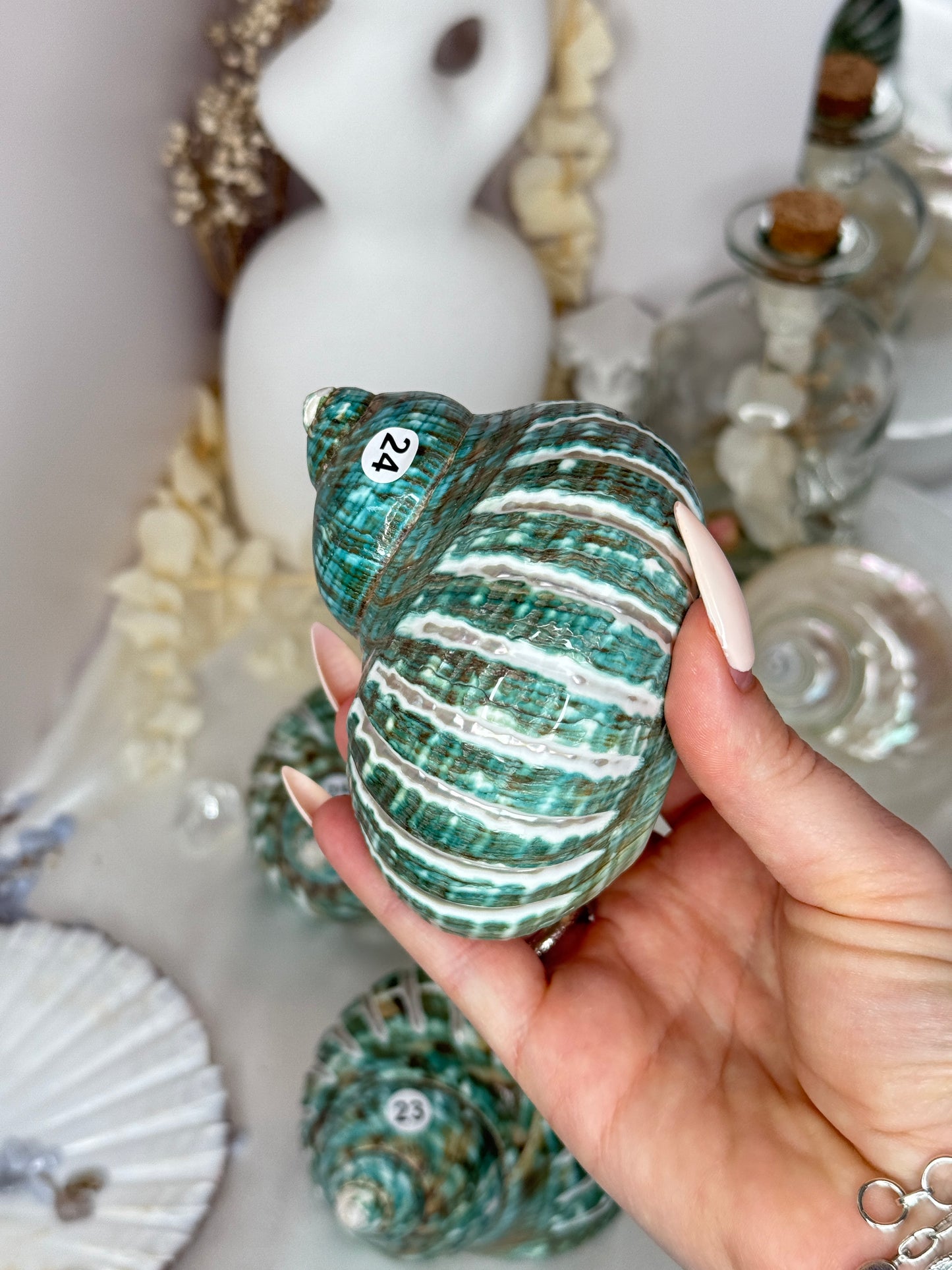 Coquillage Turbo impérial - Polis