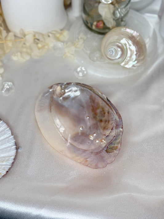 Coquilles perlières - taille M